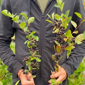 Arónia čerešňolistá (Aronia prunifolia) ´NERO´ 70-100 cm; kont.C1L